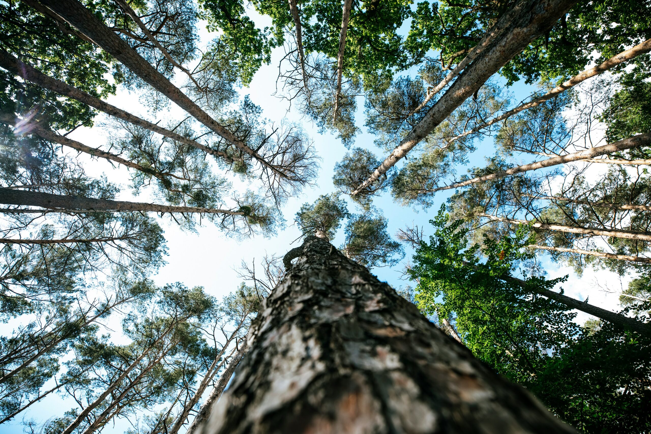 Blick von unten in die Baumkronen eines Nadelwalds