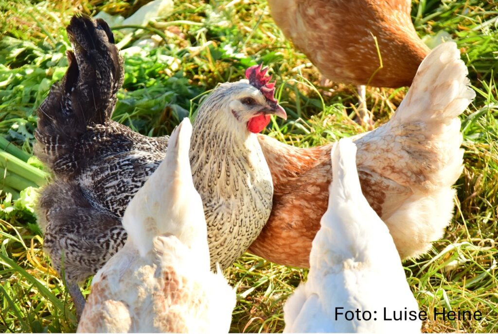 Dieses Bild hat ein leeres Alt-Attribut. Der Dateiname ist Huehner-Amberger-002-1024x688.jpg